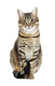 gatto grigio in piedi